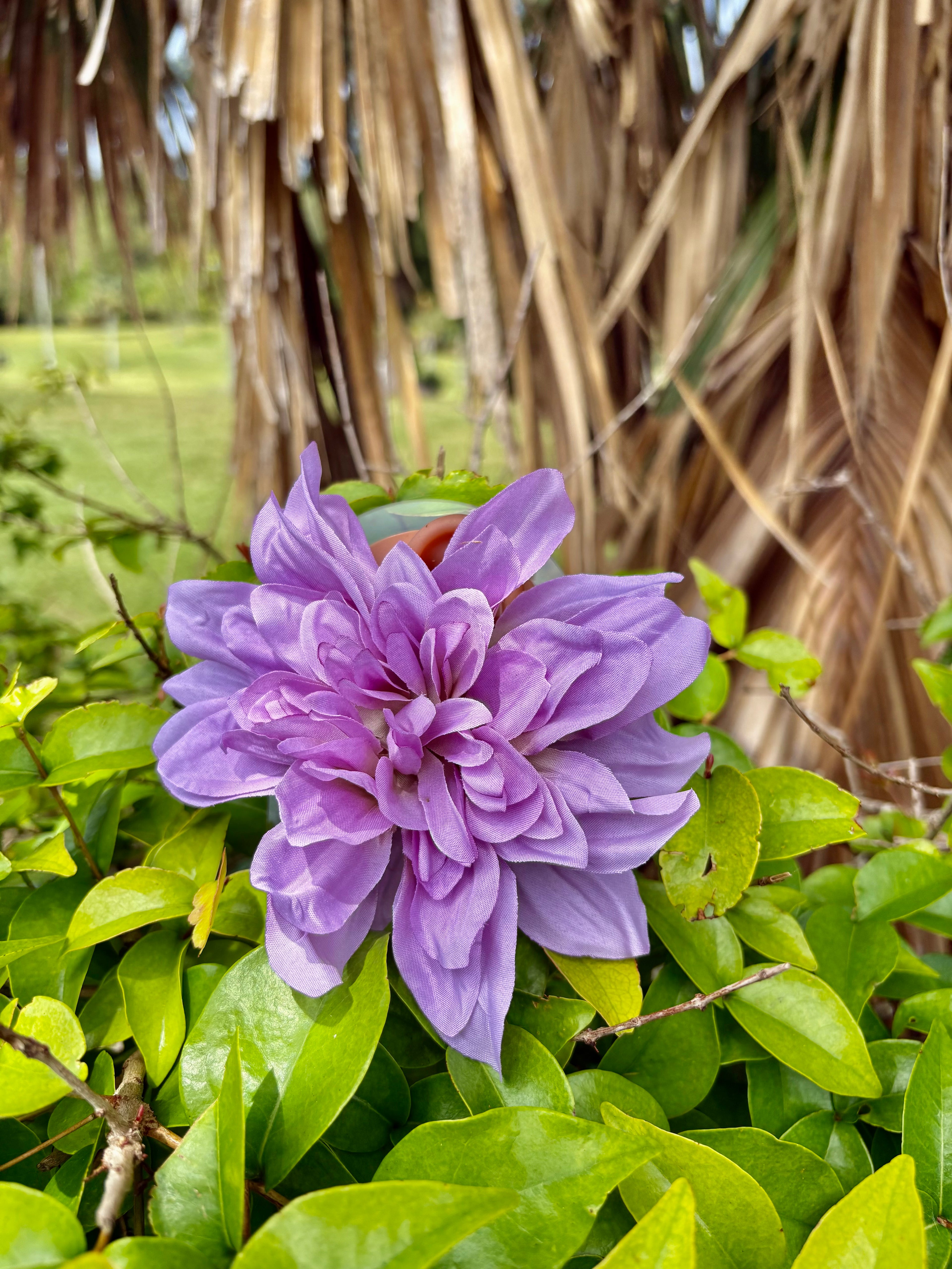 Purple peony