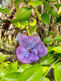 Lavender Orchid