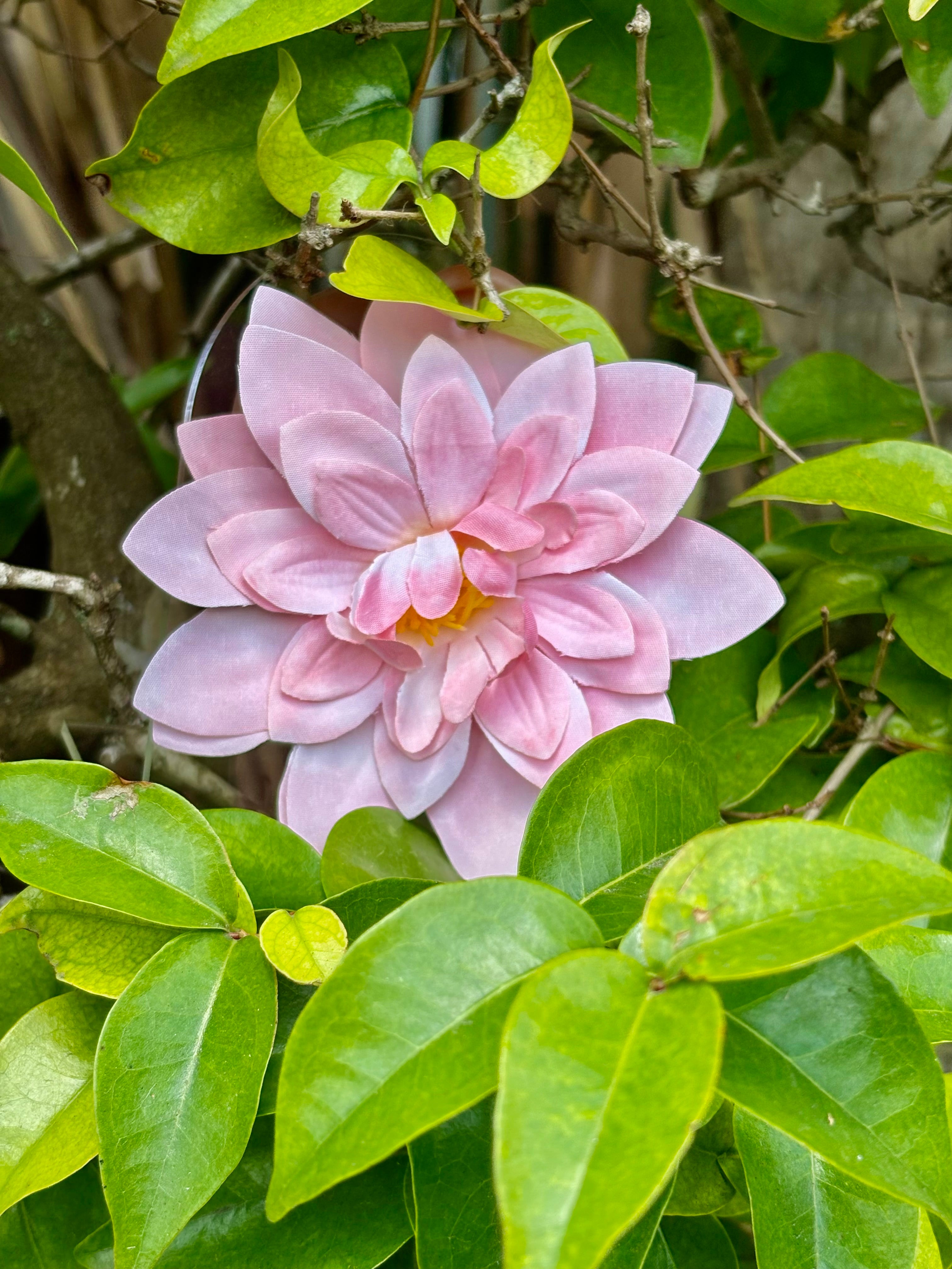 Pink lotus flower bomb