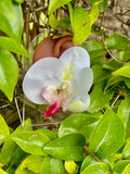 Ivory Orchid