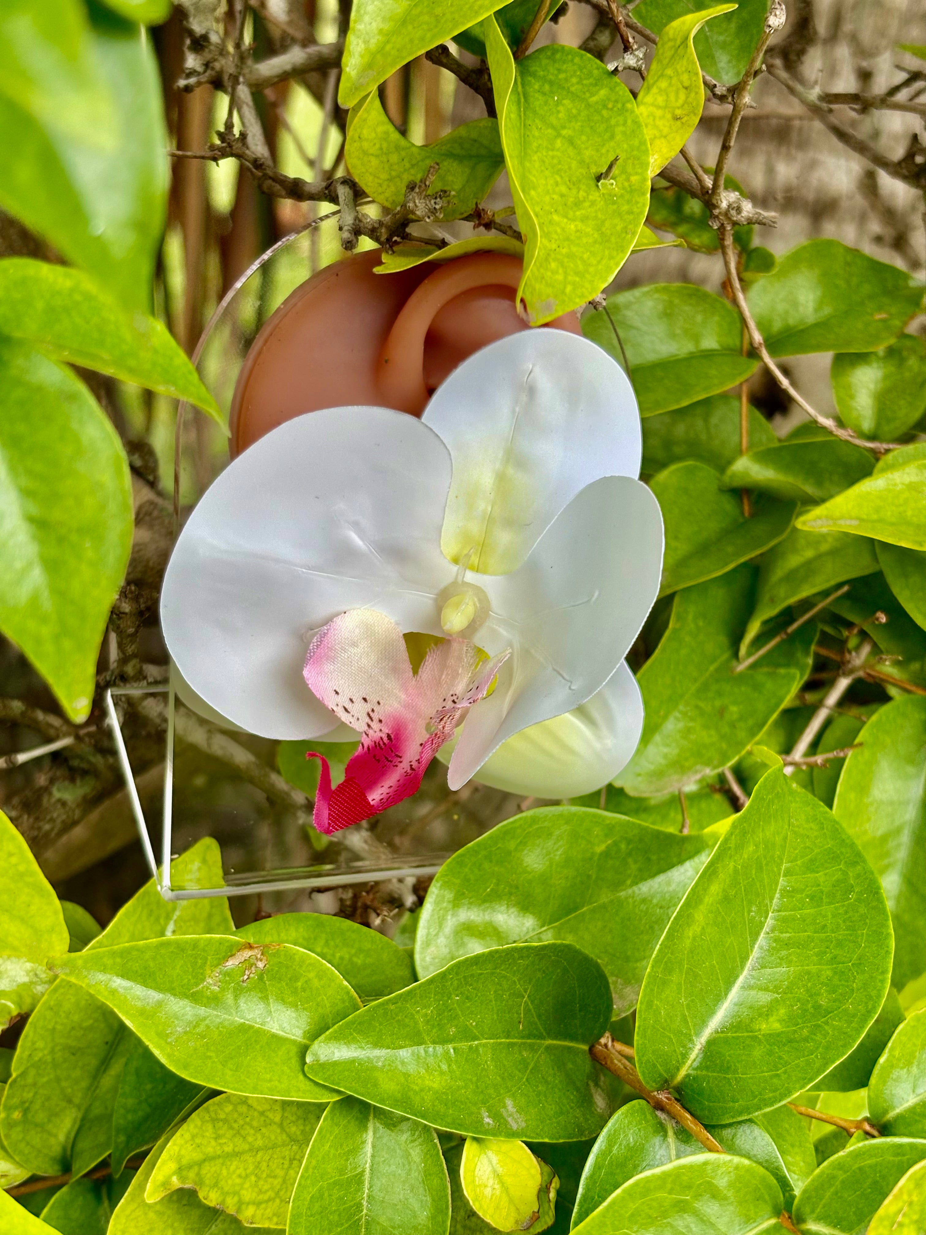 Ivory Orchid